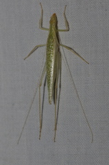 Oecanthus leptogrammus