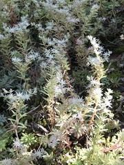 Sedum nevii