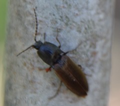 Acteniceromorphus spinosus