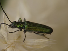 Anogcodes seladonius