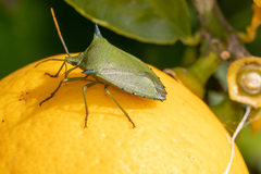 Biprorulus bibax