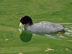 Andean Coot photo 2