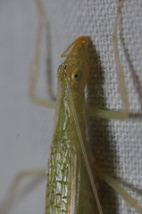 Oecanthus leptogrammus