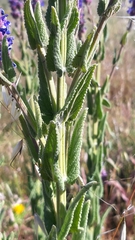 Nepeta tuberosa