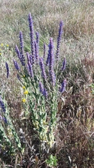 Nepeta tuberosa