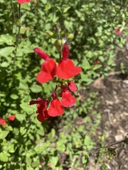 Salvia × jamensis