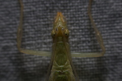 Oecanthus leptogrammus