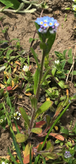 Myosotis arvensis