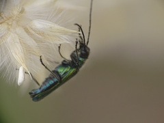 Anogcodes seladonius