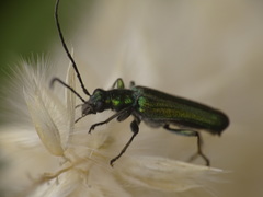 Anogcodes seladonius