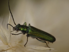Anogcodes seladonius