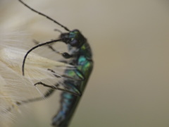 Anogcodes seladonius