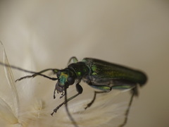Anogcodes seladonius