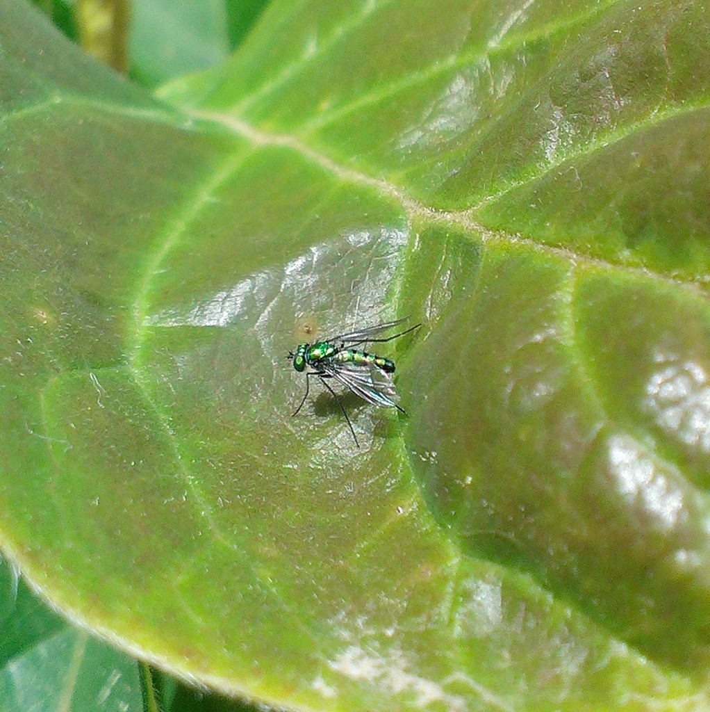 Condylostylus longicornis in April 2014 by Benjamin Maples. Longlegged