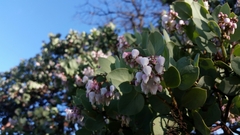 Arctostaphylos viscida mariposa