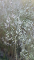 Agrostis pourretii