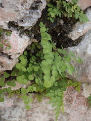 Adiantum tricholepis