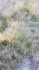 Agrostis pourretii