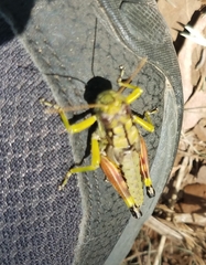 Dendrotettix quercus