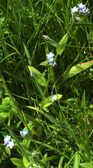 Myosotis arvensis
