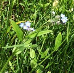 Myosotis arvensis