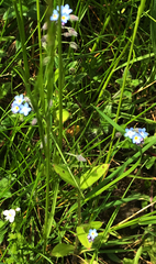 Myosotis arvensis