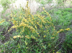 Chamaecytisus