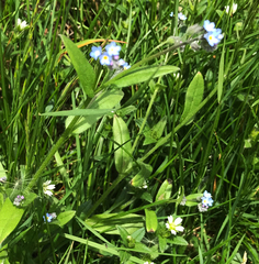 Myosotis arvensis