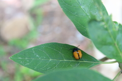 Labidomera suturella