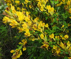 Chamaecytisus