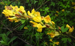 Chamaecytisus