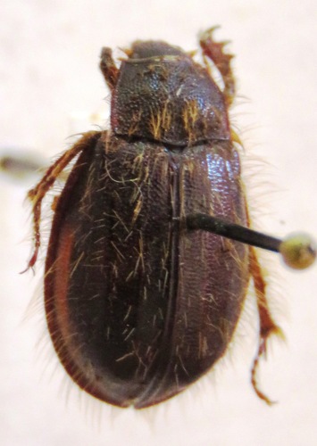 Phaeochroops indicus