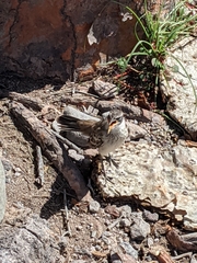 Mimus parvulus barringtoni
