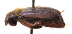 Phaeochroops indicus