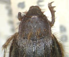 Phaeochroops indicus