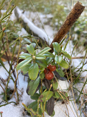 Vaccinium vitis-idaea