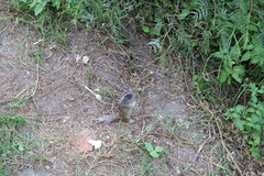 Otospermophilus variegatus