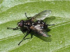 Rhinomorinia sarcophagina