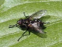 Rhinomorinia sarcophagina