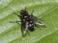 Rhinomorinia sarcophagina