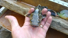 Pylodictis olivaris