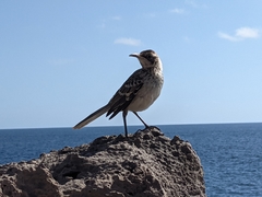 Mimus parvulus barringtoni