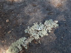 Evernia prunastri