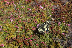 Papilio machaon aliaska