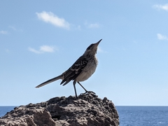 Mimus parvulus barringtoni
