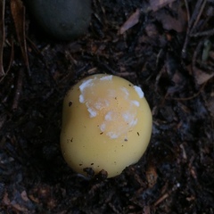 Amanita toxica