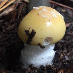 Amanita toxica