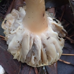 Amanita toxica