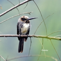 Jacamaralcyon tridactyla