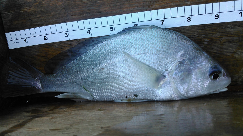 freshwater drum (Fishes of Alabama) · iNaturalist